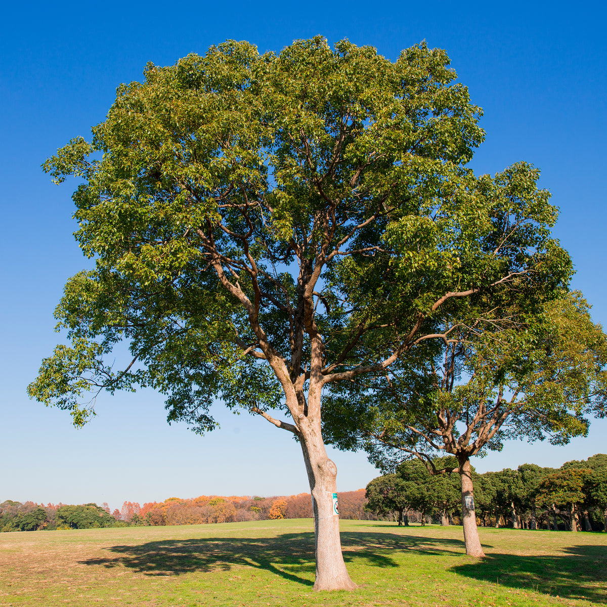Cinnamomum camphora - Camphrier - Arbres