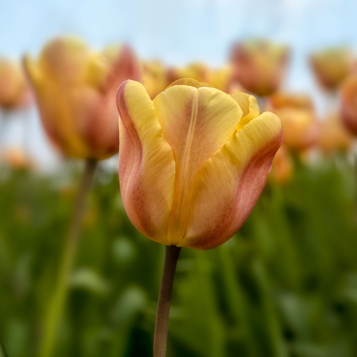 Tulipa 'apricot foxx' - 10 Tulipes Triomphe Apricot Foxx - Bulbes de Tulipe