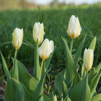 10 Tulipes Fosteriana Purissima - Bulbes de Tulipe - Bakker