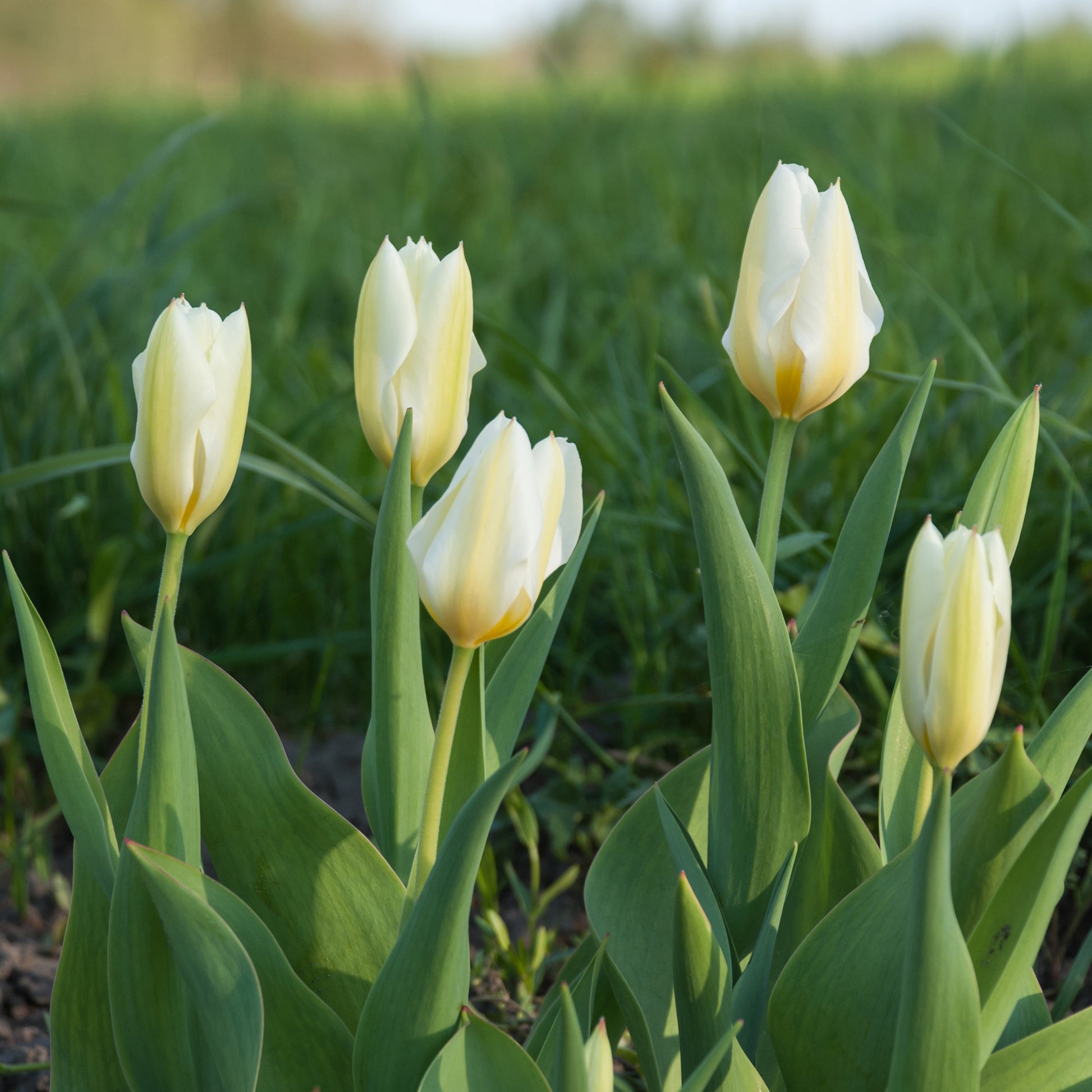 10 Tulipes Fosteriana Purissima - Bulbes de Tulipe - Bakker