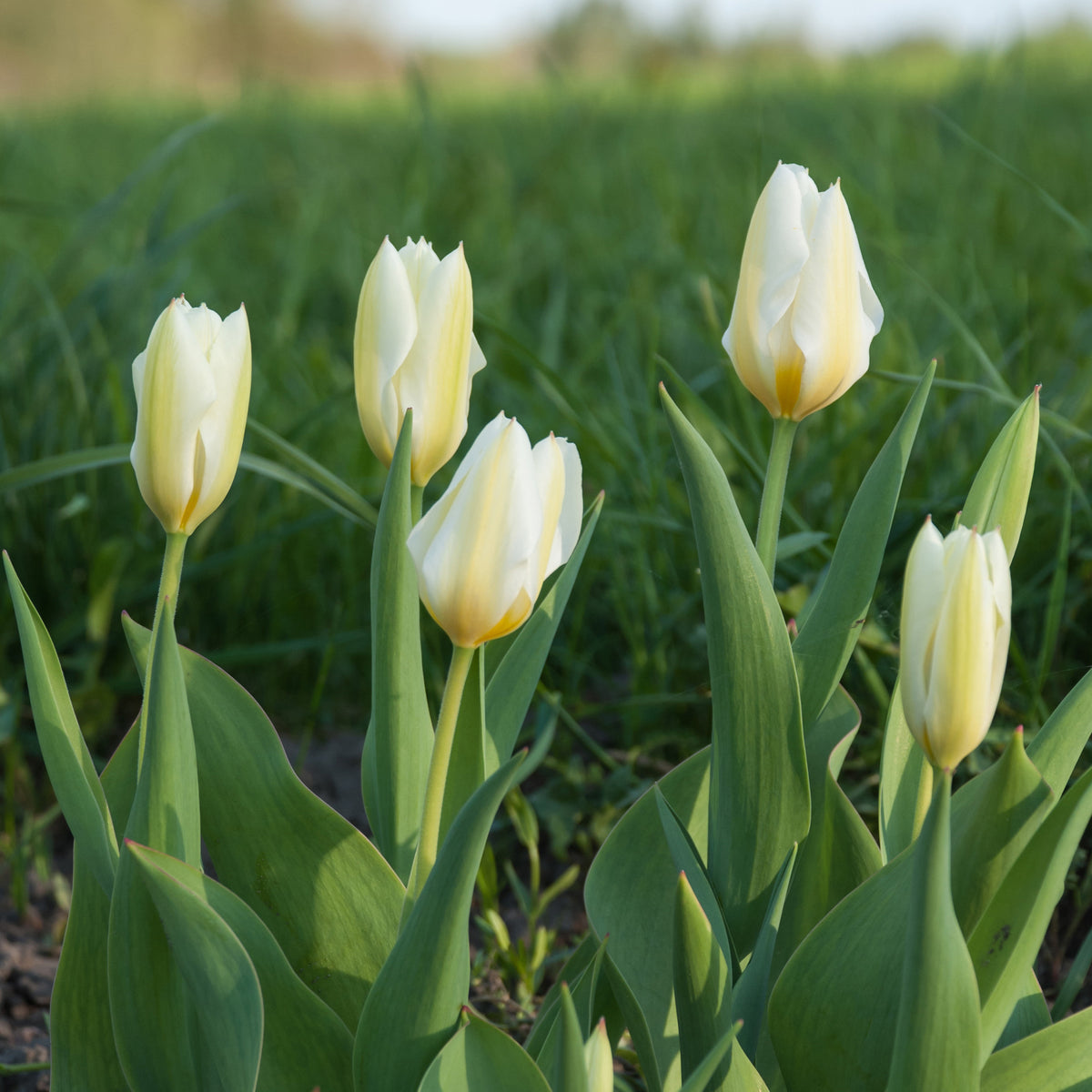 10 Tulipes Fosteriana Purissima - Bulbes de Tulipe - Bakker