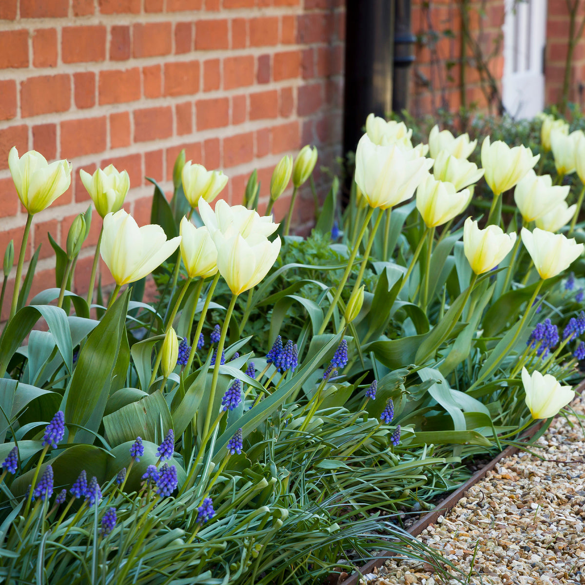 Tulipa purissima - 10 Tulipes Fosteriana Purissima - Bulbes de Tulipe