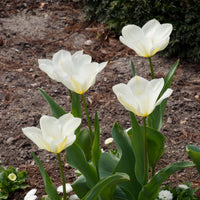 Vente 10 Tulipes Fosteriana Purissima - Tulipa 'purissima'