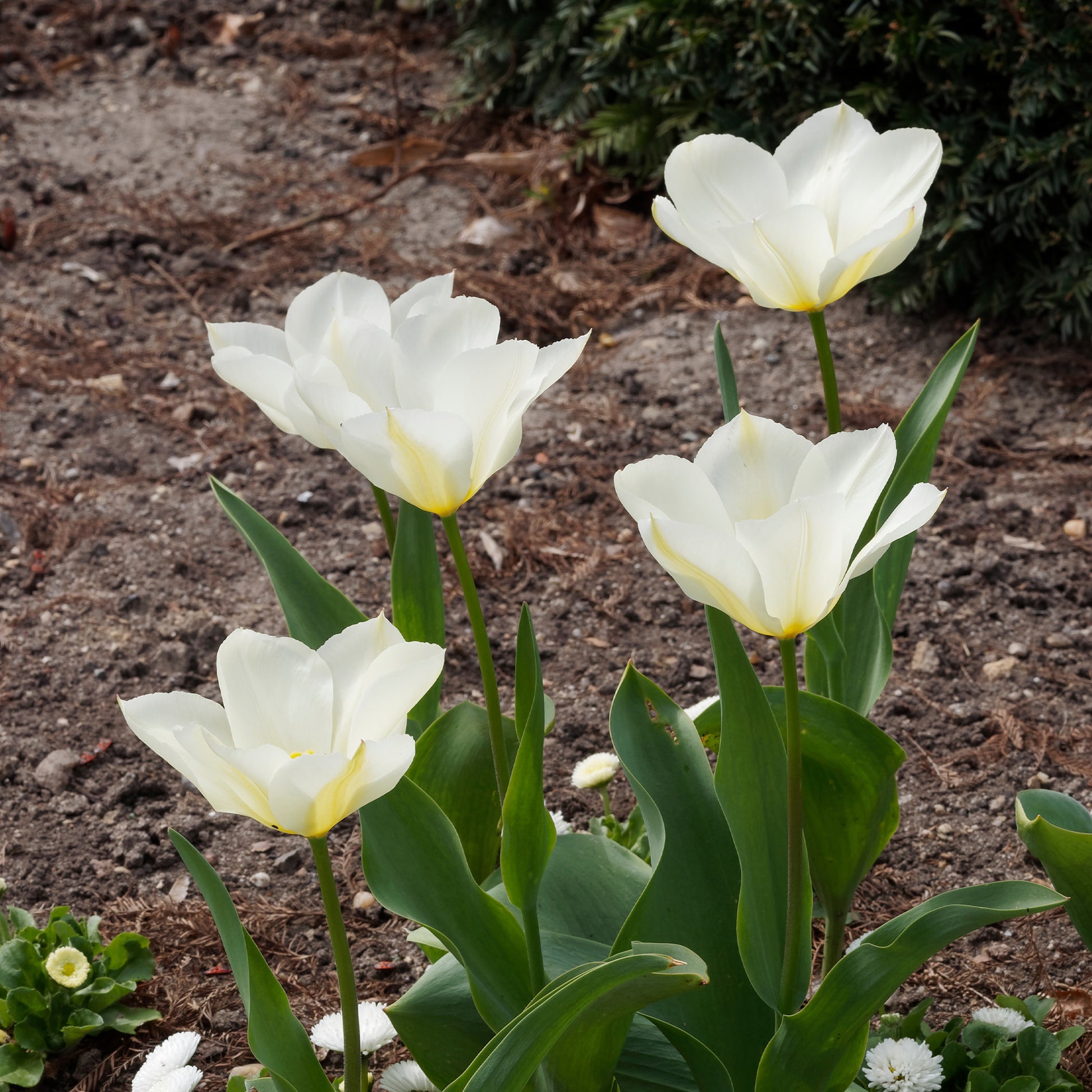 Vente 10 Tulipes Fosteriana Purissima - Tulipa 'purissima'
