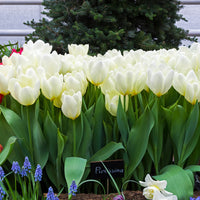 Vente 10 Tulipes Fosteriana Purissima