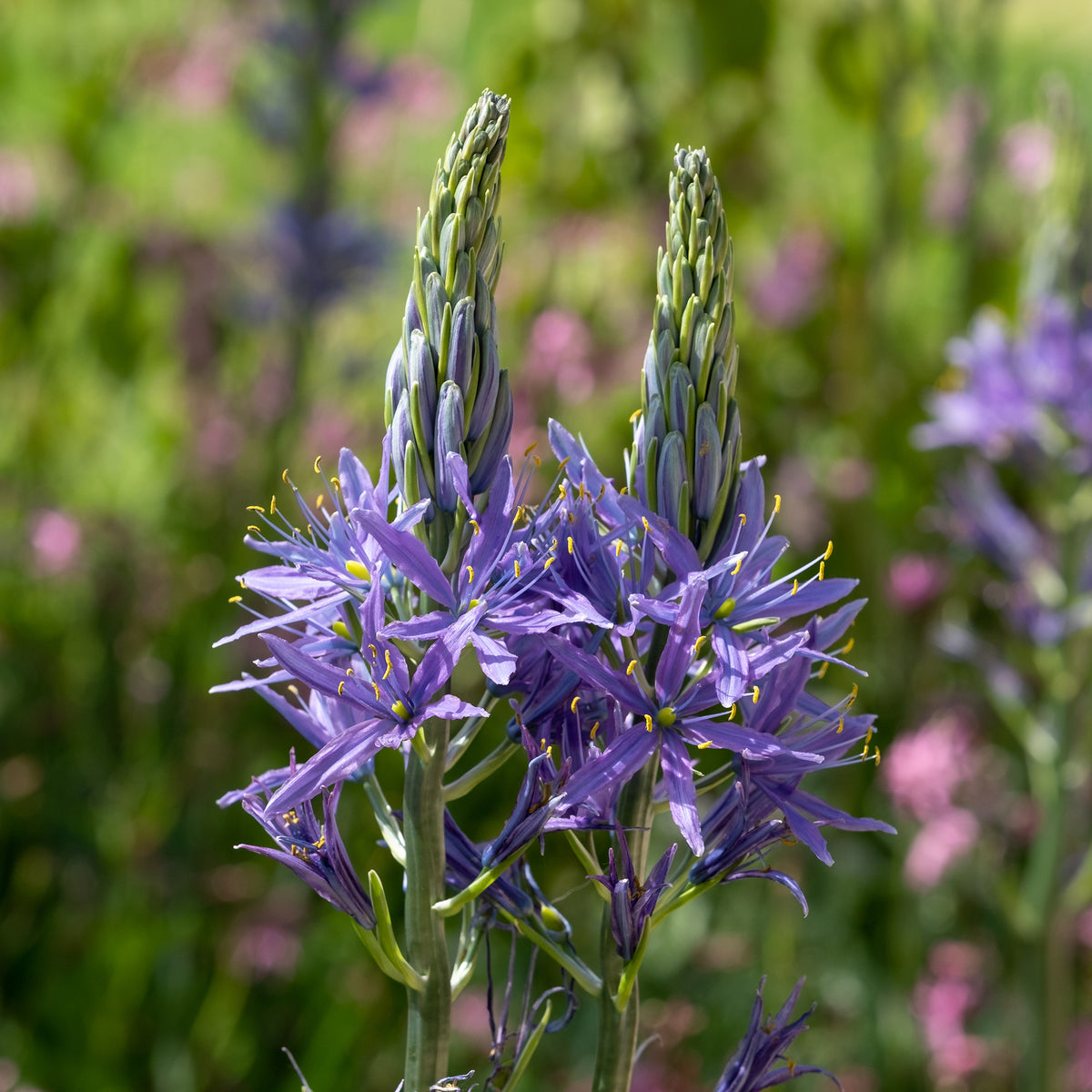 3 Camassies de Leichtlin à fleurs bleues - Camassia leichtlinii suksdorfii - Bakker