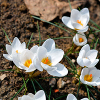 10 Crocus Ard Schenk - Crocus Ard Schenk - Bakker