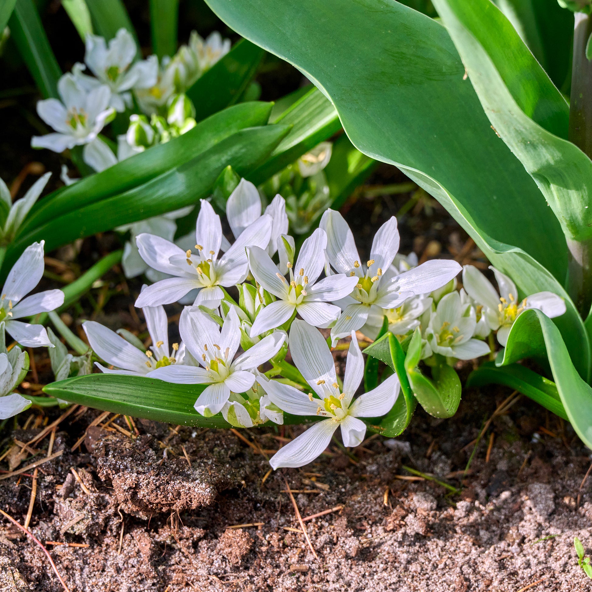 Vente 10 Crocus Ard Schenk
