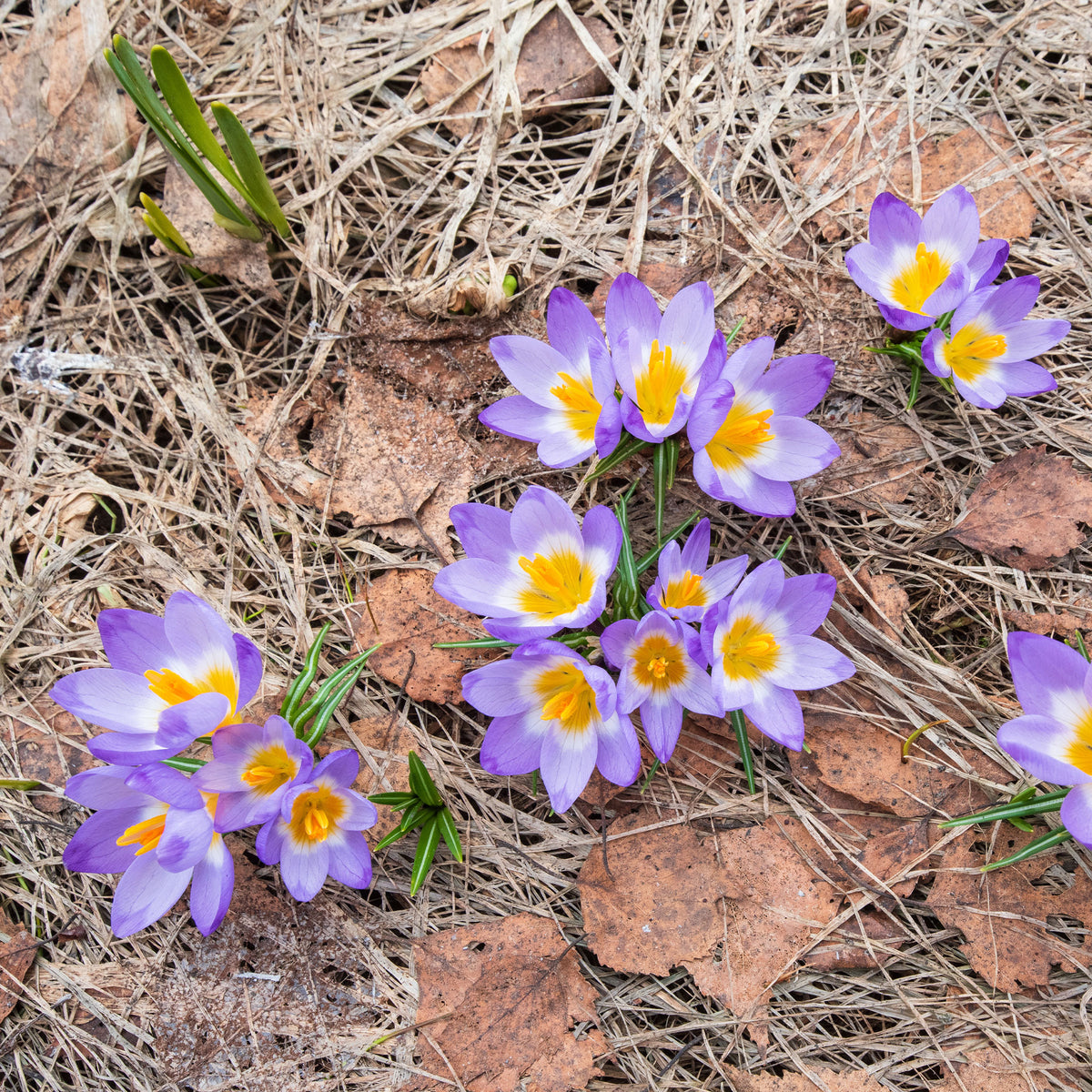 10 Crocus sublime Tricolor - Bakker