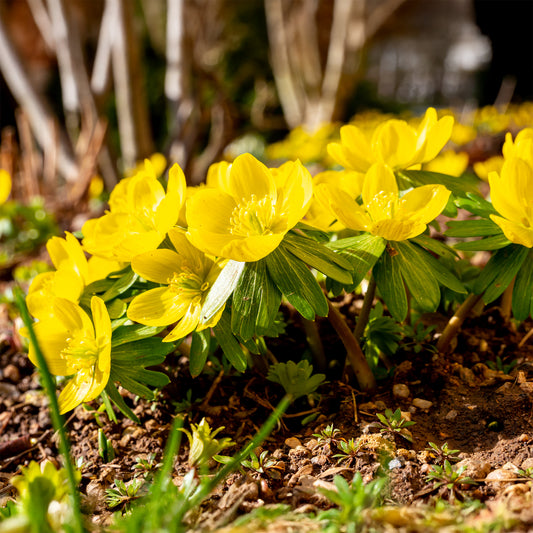 10 Helléborines - Bakker