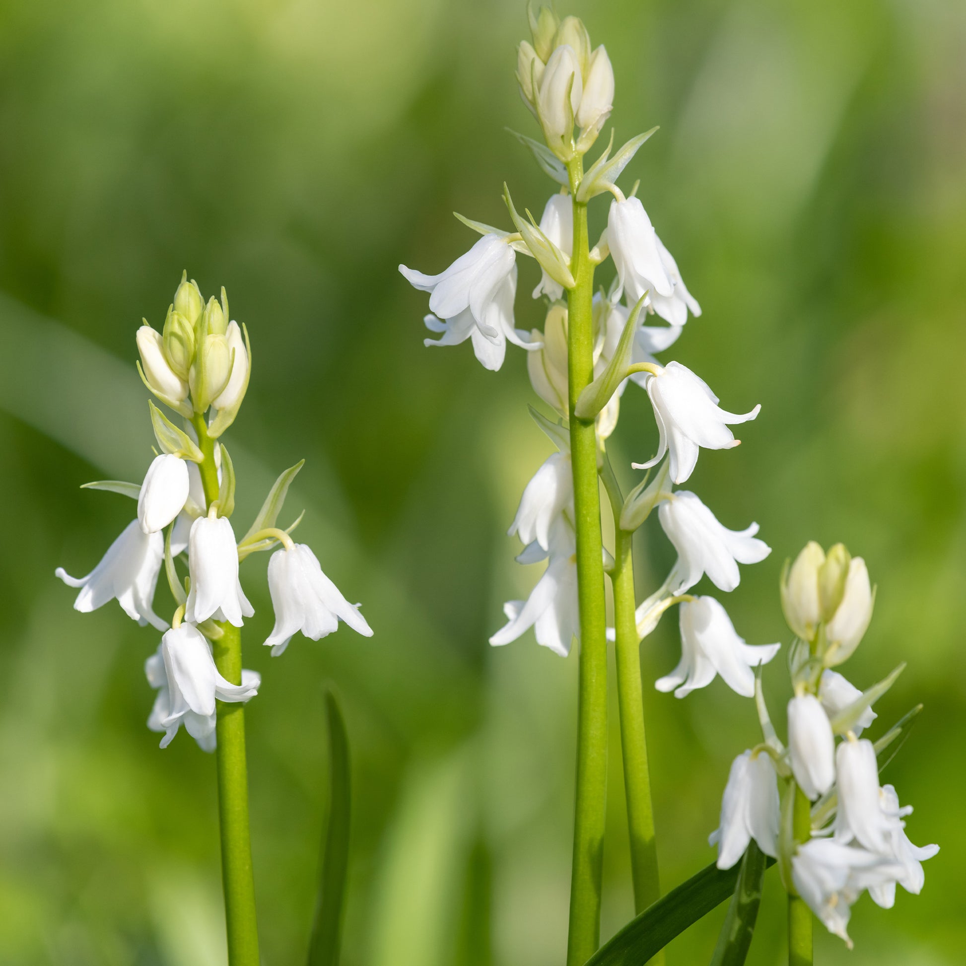 10 Jacinthes d'Espagne à fleurs blanches - Hyacinthoides 'hispanica white' - Bakker