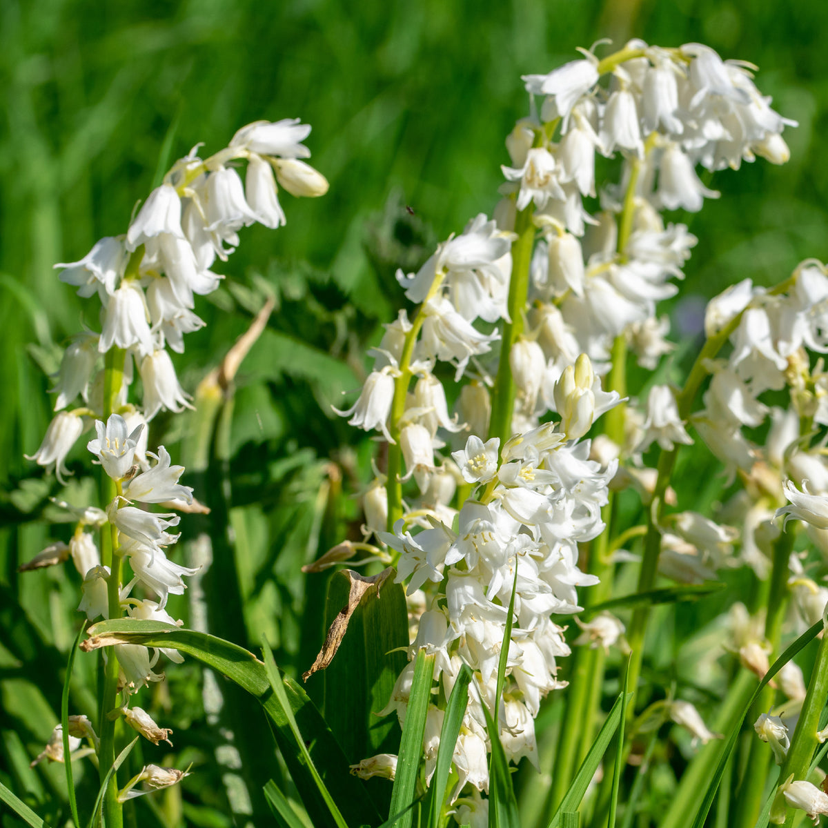 10 Jacinthes d'Espagne à fleurs blanches - Bakker