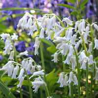 Hyacinthoides 'hispanica white' - 10 Jacinthes d'Espagne à fleurs blanches - Bulbes de Jacinthe