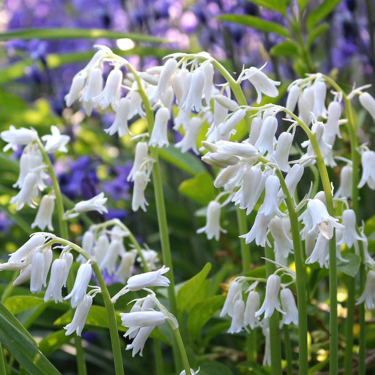 Hyacinthoides 'hispanica white' - 10 Jacinthes d'Espagne à fleurs blanches - Bulbes de Jacinthe