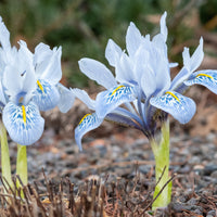 Iris reticulé Katherine Hodgkin - Iris reticulata katharina hodgkin - Bulbes de printemps