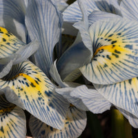Iris reticulé Katherine Hodgkin - Iris reticulata katharina hodgkin - Iris