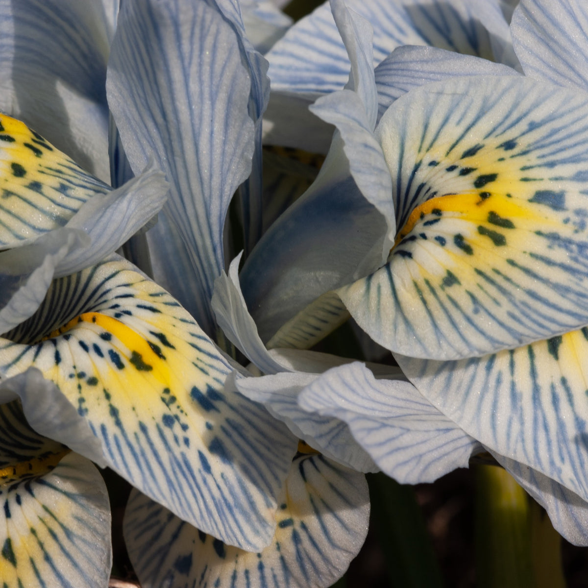 10 Iris reticulé Katherine Hodgkin - Iris reticulata katharina hodgkin - Bakker