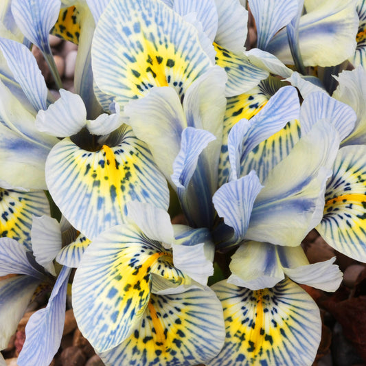 Iris reticulé Katherine Hodgkin - Iris reticulata katharina hodgkin - Bulbes à fleurs