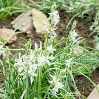 Ornithogale penché - Bakker