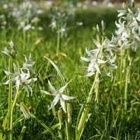 Bulbes de printemps - Ornithogale penché - Ornithogalum nutans