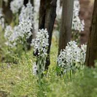 Ornithogale penché - Ornithogalum nutans - Bakker
