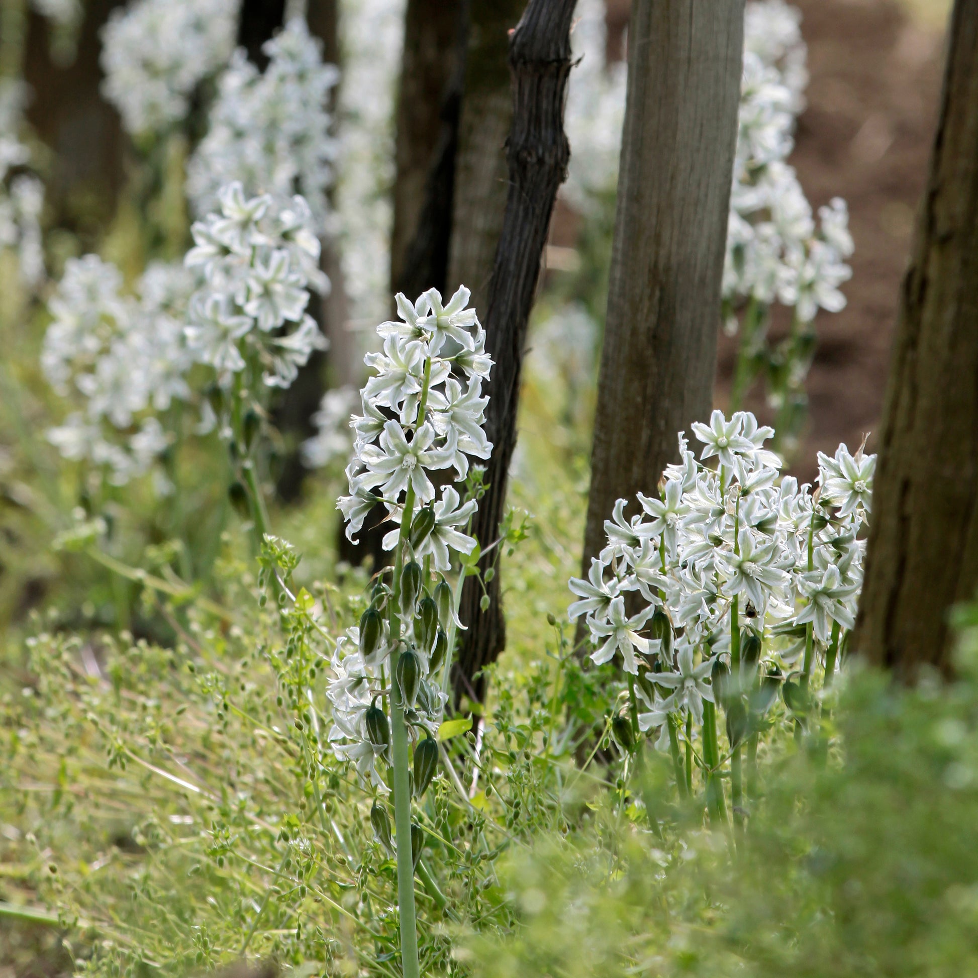 Ornithogale penché - Ornithogalum nutans - Bakker