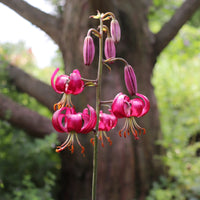 Lis martagon Claude Shride - Lilium Claude Shride - Bakker