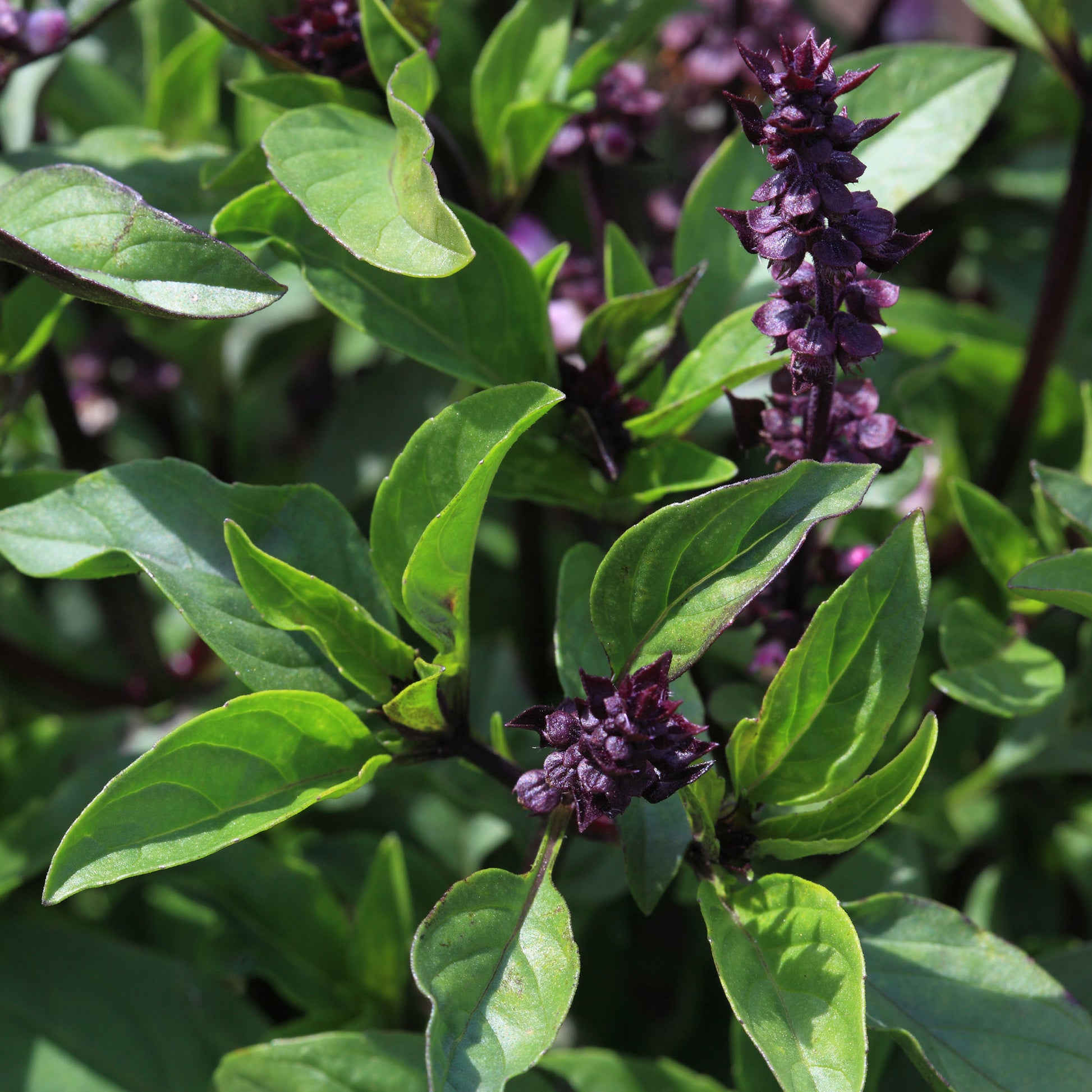 Ocimum basilicum var. thyrsiflora - Plant de Basilic Thaï - Plants d'aromatiques