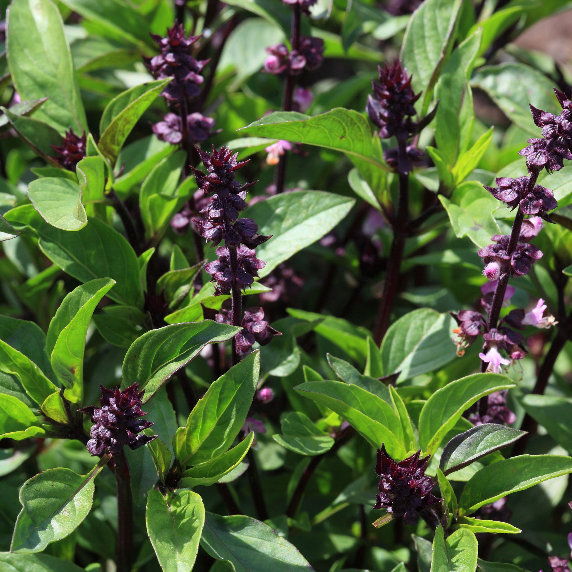 Plant de Basilic Thaï - Ocimum basilicum var. thyrsiflora - Bakker