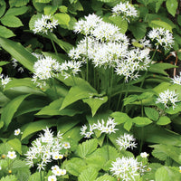 Plant d'Ail des Ours - Allium ursinum - Bakker