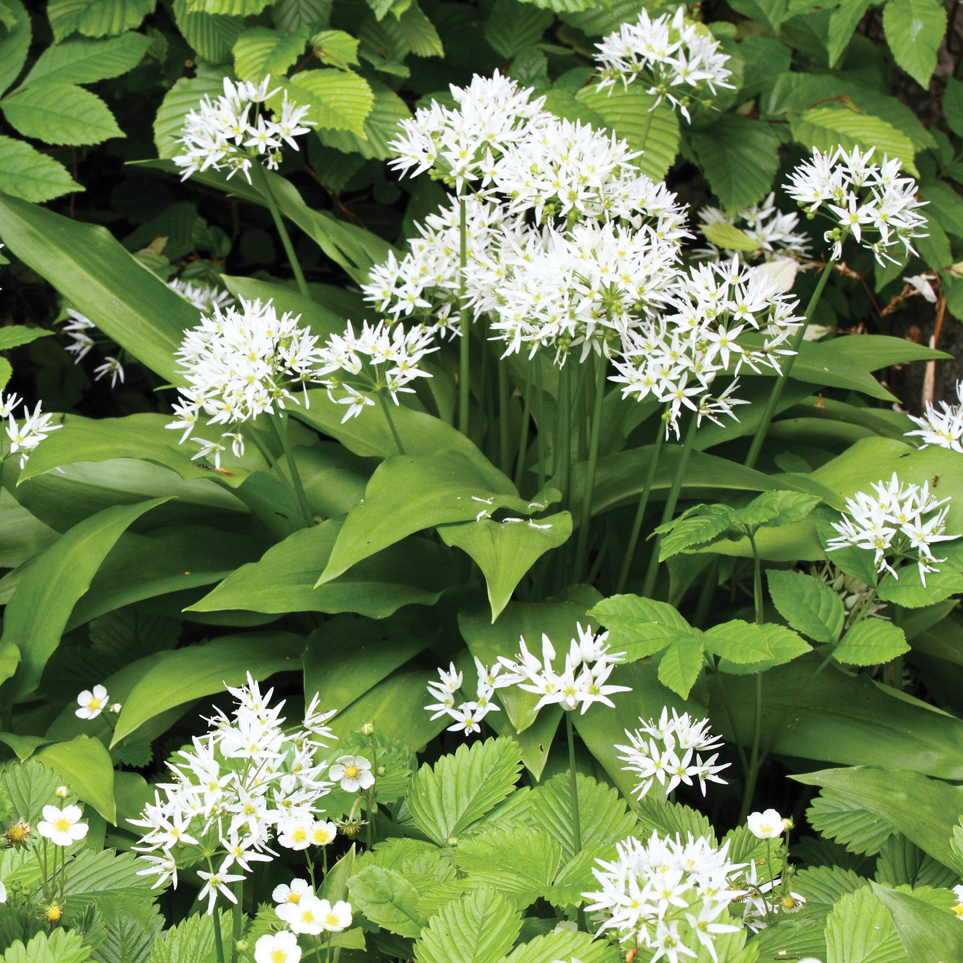 Plant d'Ail des Ours - Allium ursinum - Bakker