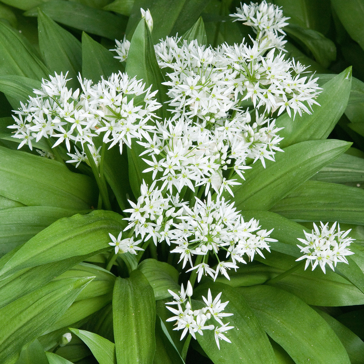 Plant d'Ail des Ours - Bakker