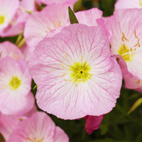 2 Œnothères Siskiyou Pink - Onagres - Bakker
