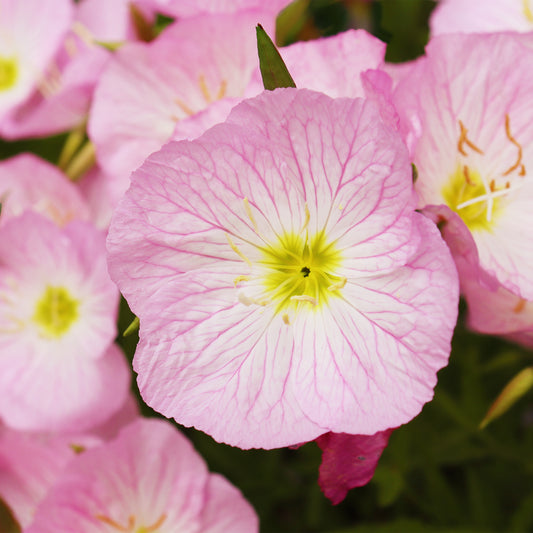 2 Œnothères Siskiyou Pink - Onagres - Bakker