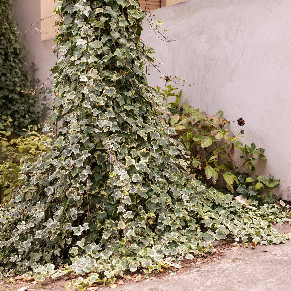 Lierre Goldchild - Hedera helix Goldchild - Bakker