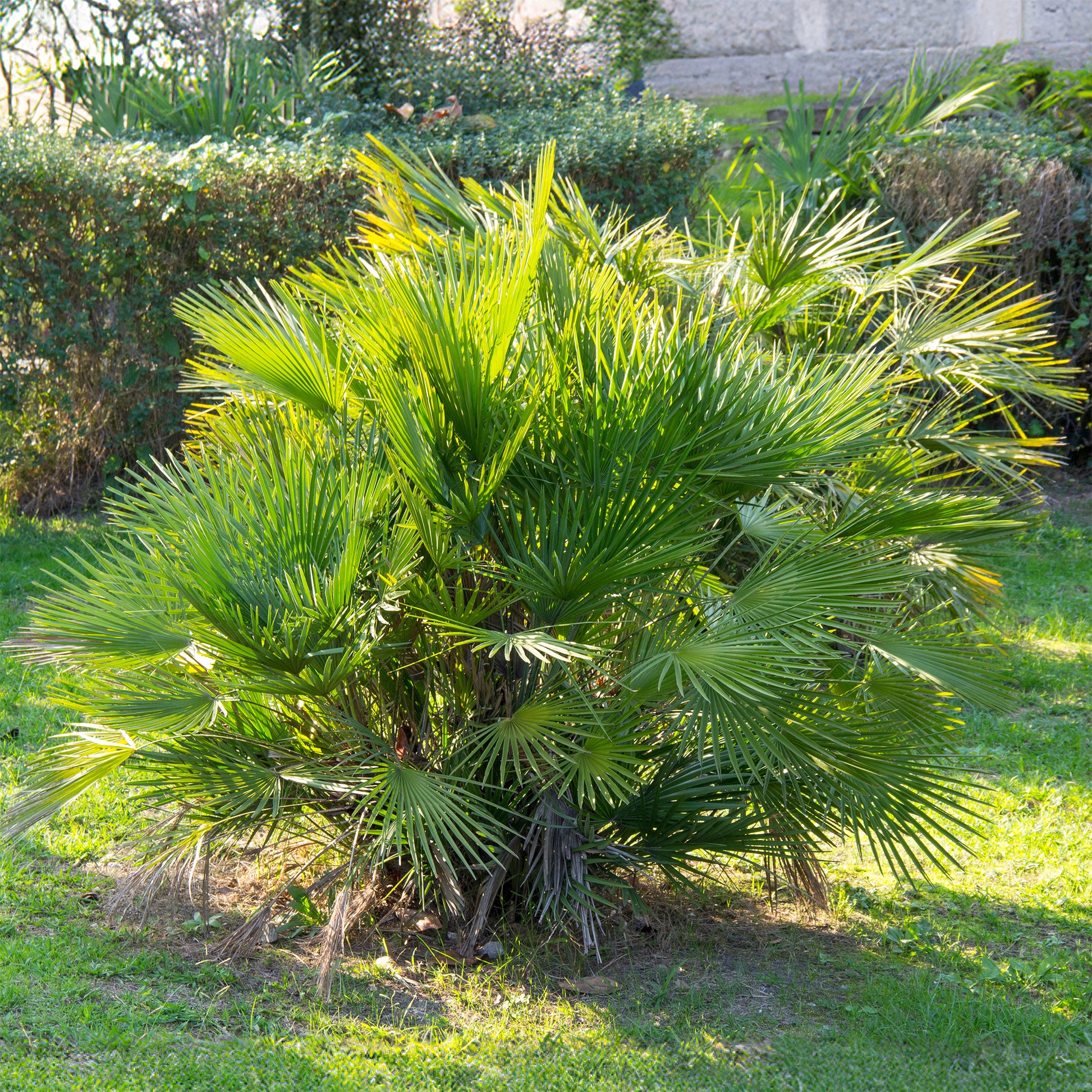 Chamaerops humilis - Palmier de jardin - Palmiers