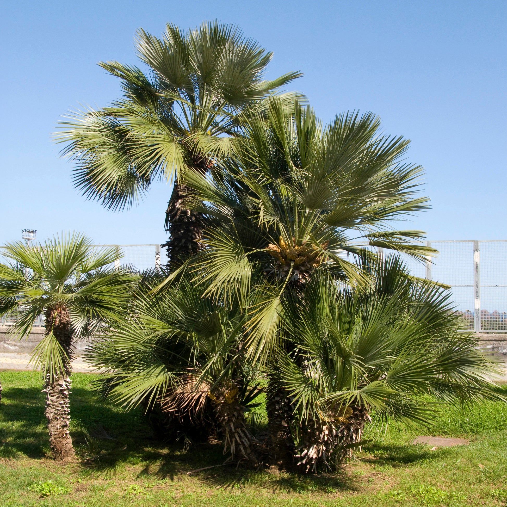 Palmier de jardin - Chamaerops humilis - Bakker