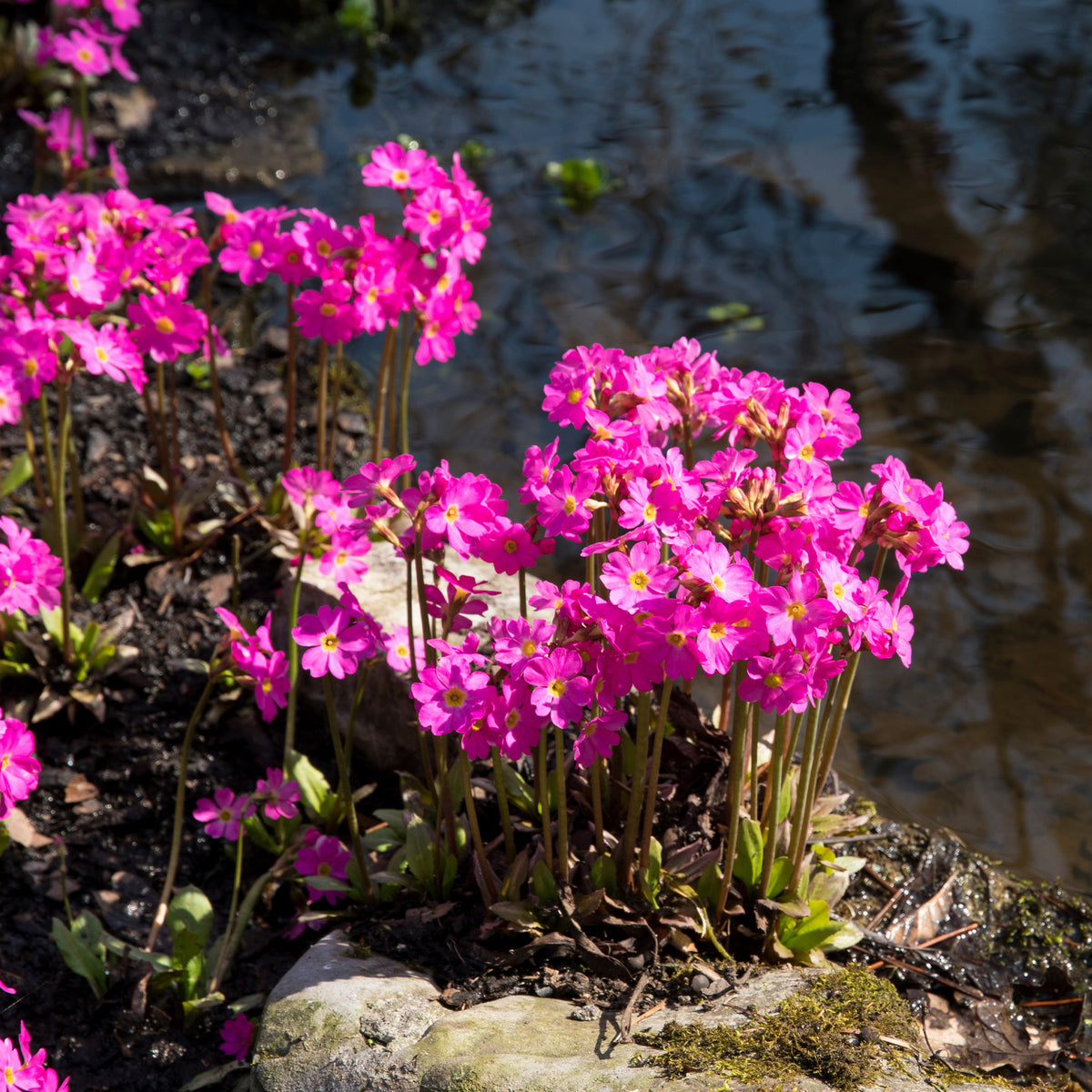 Primevère rose Grandiflora - Primula rosea grandiflora - Bakker