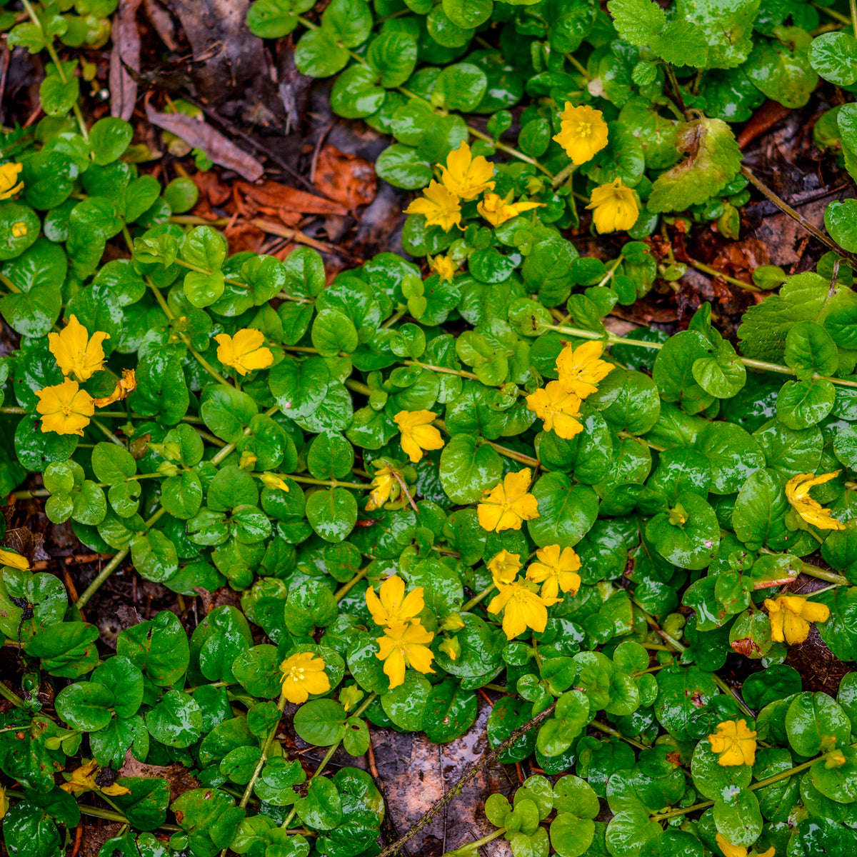 Lysimachia nummularia - Lysimaque nummulaire - Herbe aux écus - Toutes les plantes de bassin