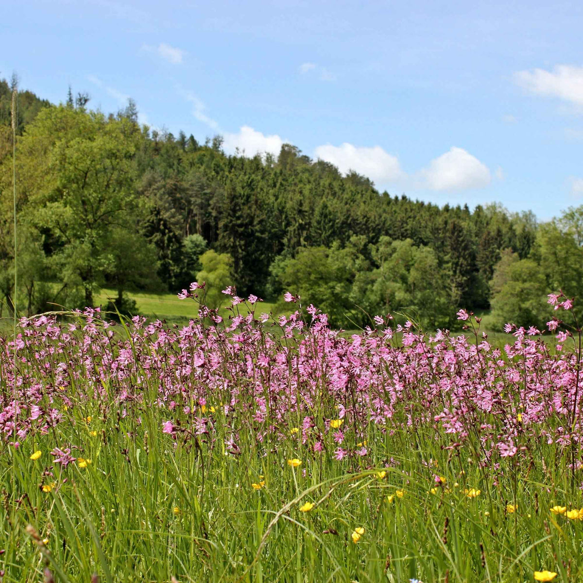 Lychnis flos-cuculi - Lychnis fleur de coucou - Toutes les plantes de bassin