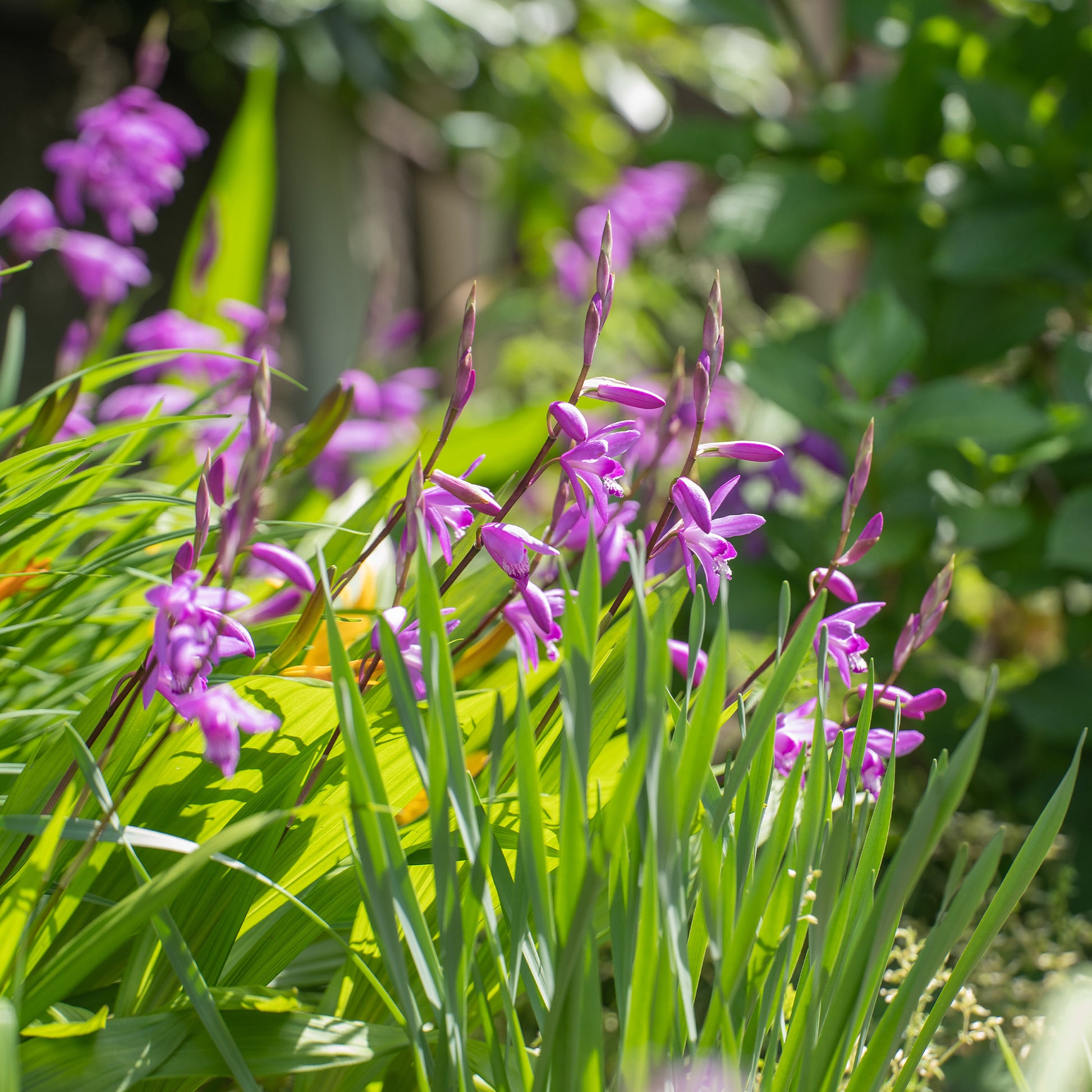 Orchidée Jacinthe - Bakker