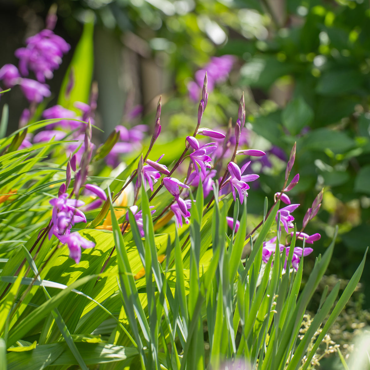 Orchidée Jacinthe - Bakker