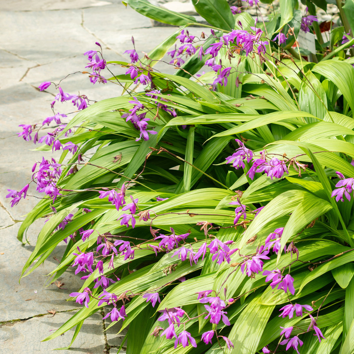 Orchidée Jacinthe - Bletilla striata - Bakker