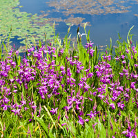 Toutes les plantes de bassin - Orchidée Jacinthe - Bletilla striata