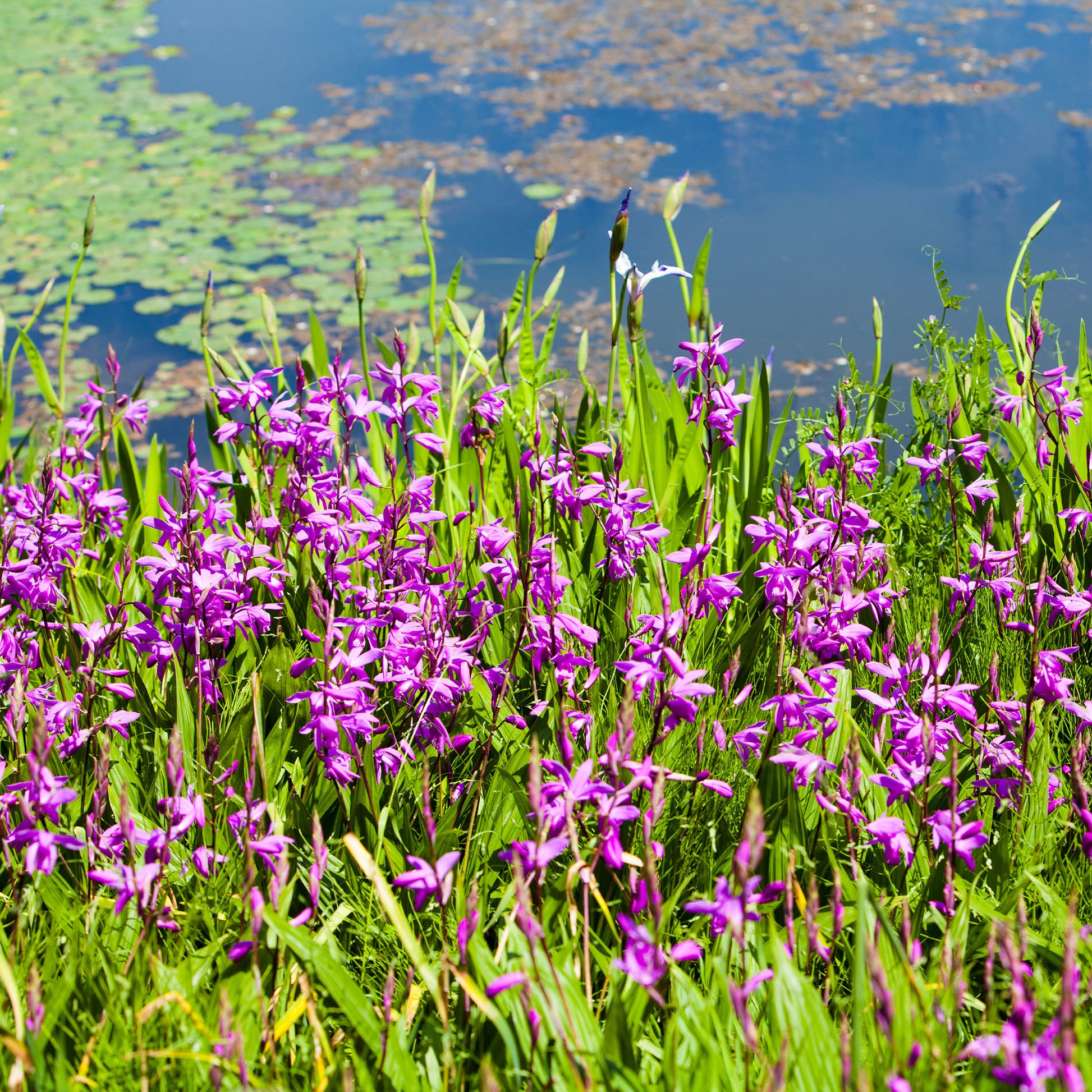 Toutes les plantes de bassin - Orchidée Jacinthe - Bletilla striata
