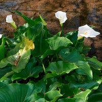 Arum blanc - Calla - Bakker
