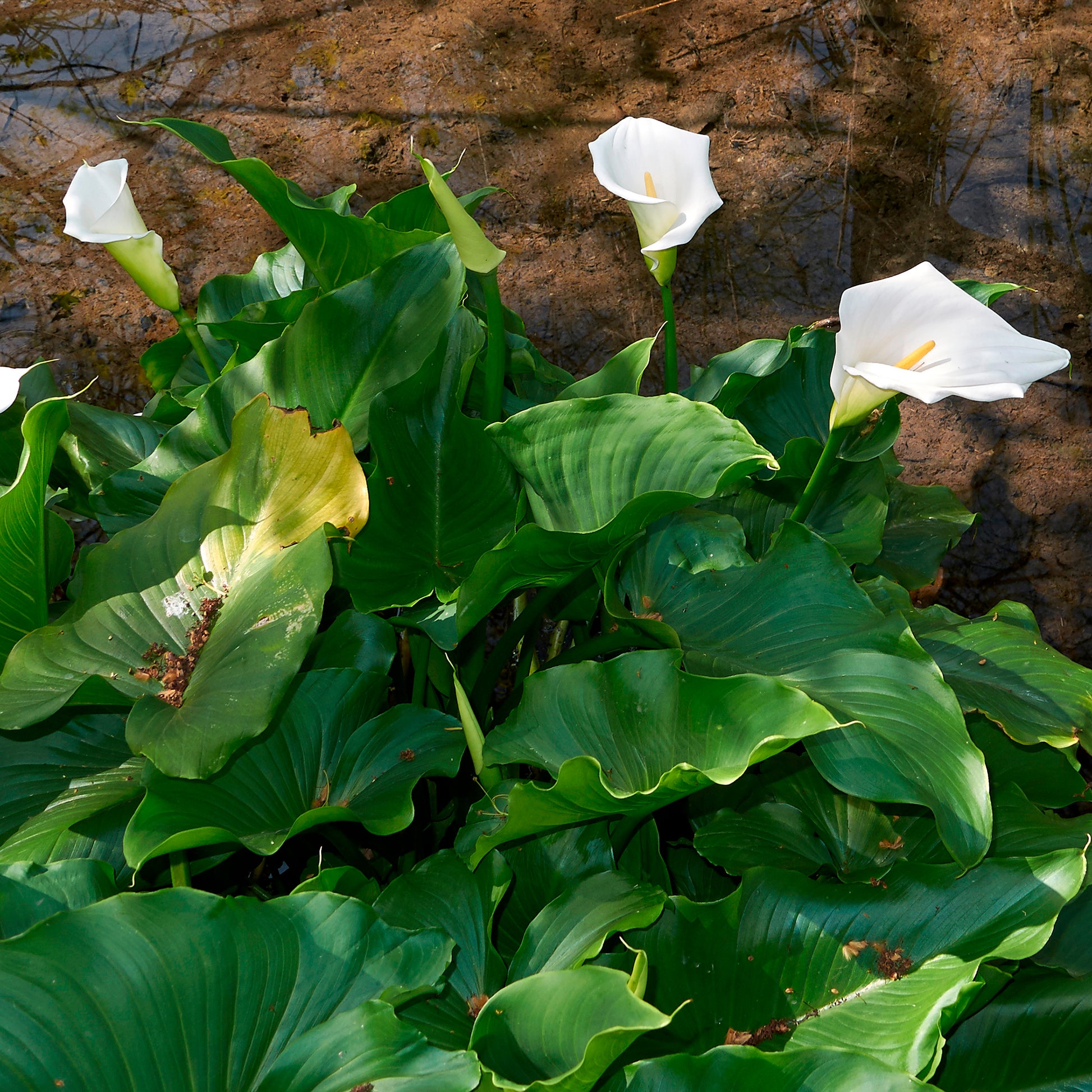 Arum blanc - Calla - Bakker