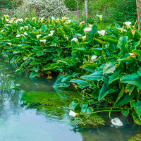 Zantedeschia aethiopica - Arum blanc - Calla - Toutes les plantes de bassin