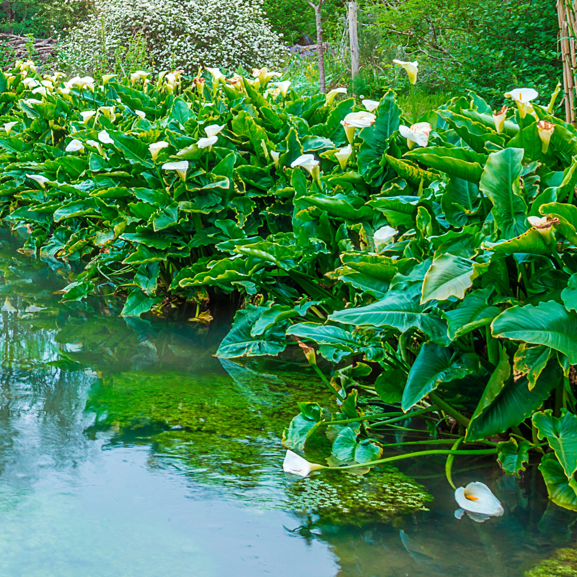 Zantedeschia aethiopica - Arum blanc - Calla - Toutes les plantes de bassin