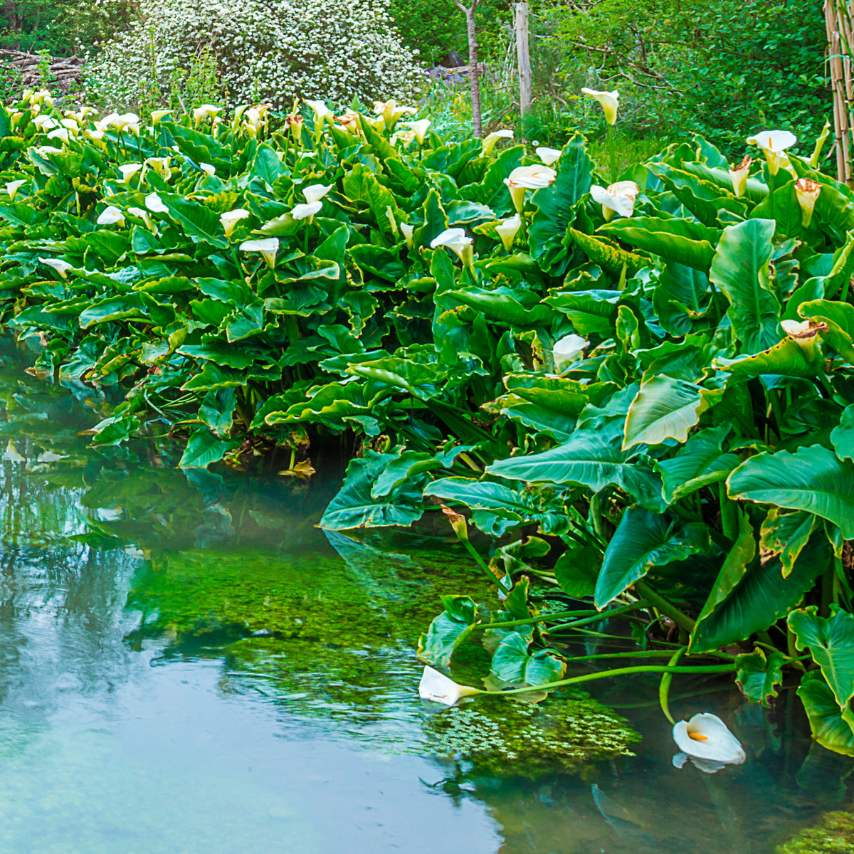 Zantedeschia aethiopica - Arum blanc - Calla - Toutes les plantes de bassin